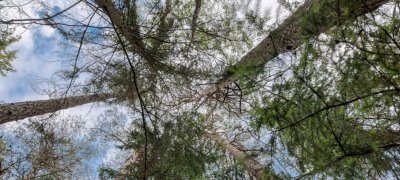 Photo d'arbres prise du sol