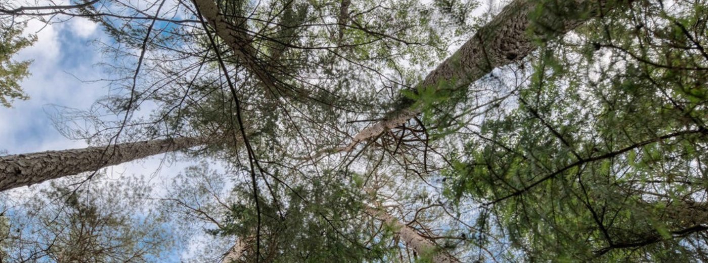 Photo d'arbres prise du sol